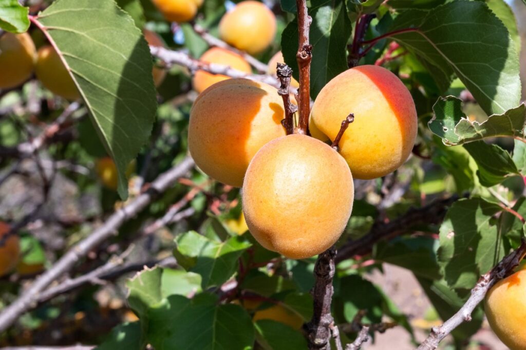 Des fruits d'abricots mûrs dans le jardin