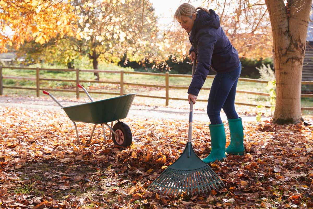 Un homme ratissant des feuilles dans le jardin