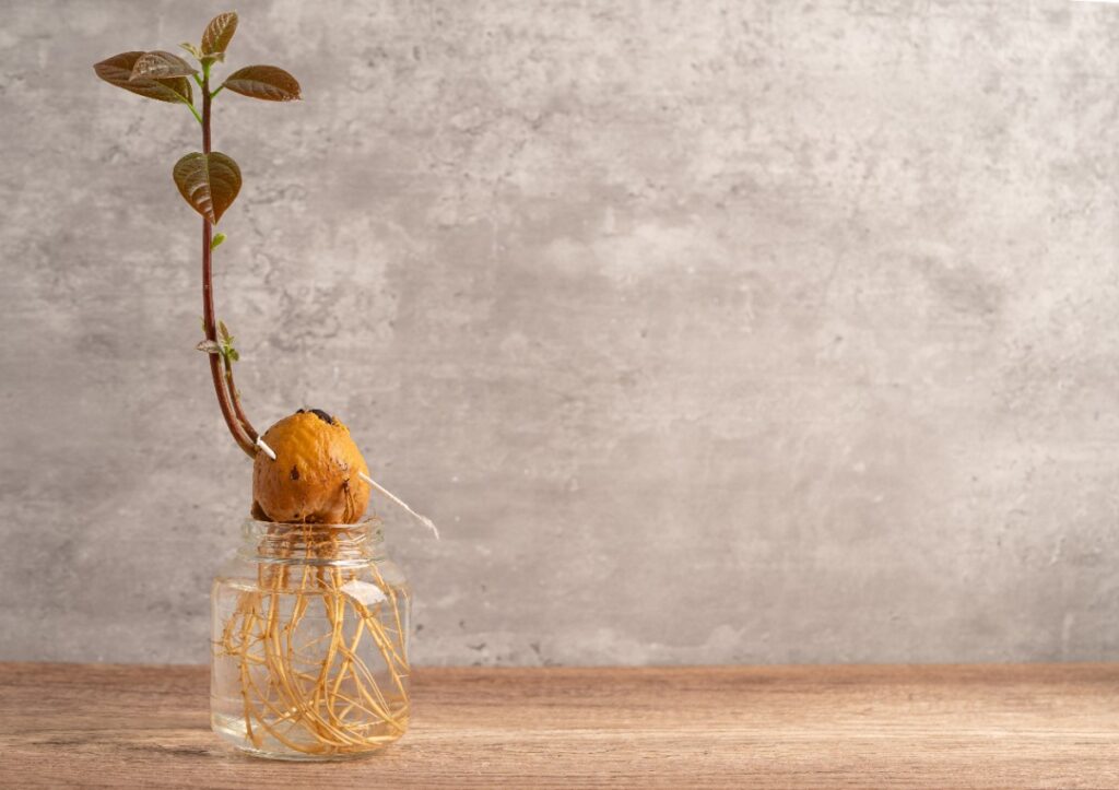 Une jeune plante d'avocat issu d'une graine