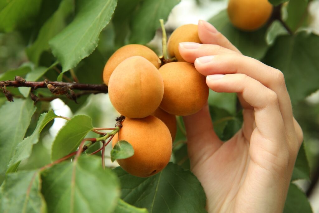 Main cueillit des abricots frais