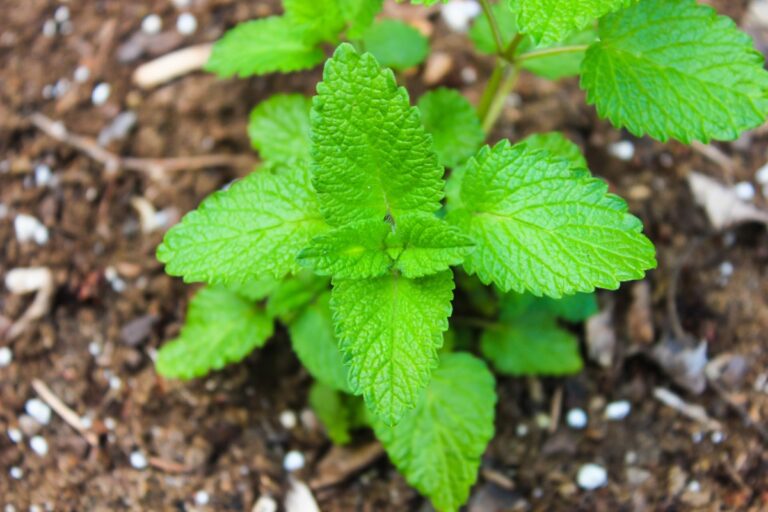 Une menthe plantée dans le jardin