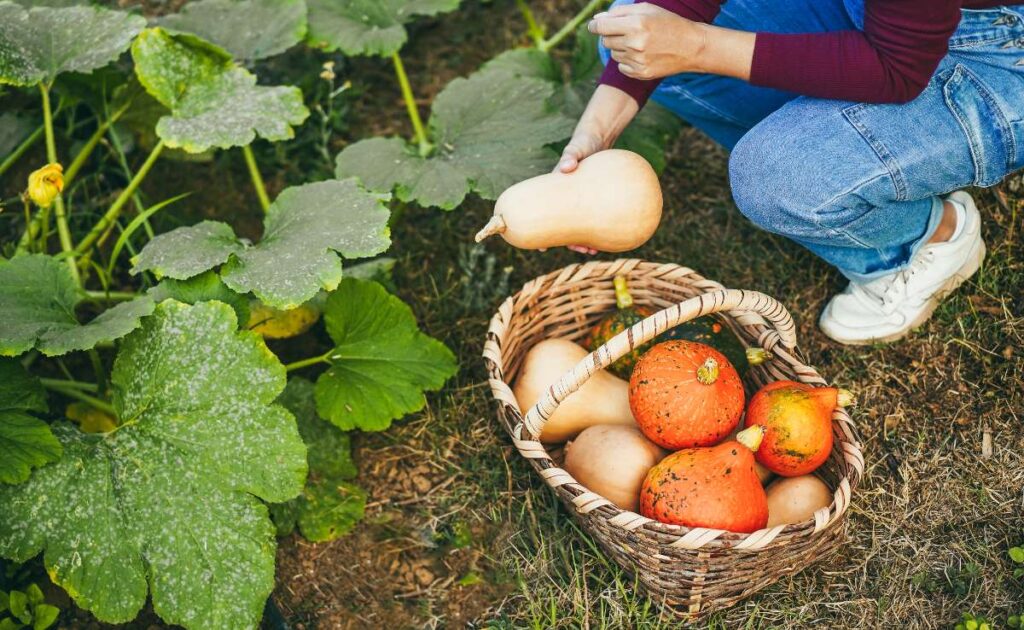 Une personne récoltant des courges d'automne