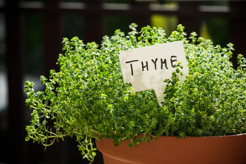 Une plante de thym dans un pot
