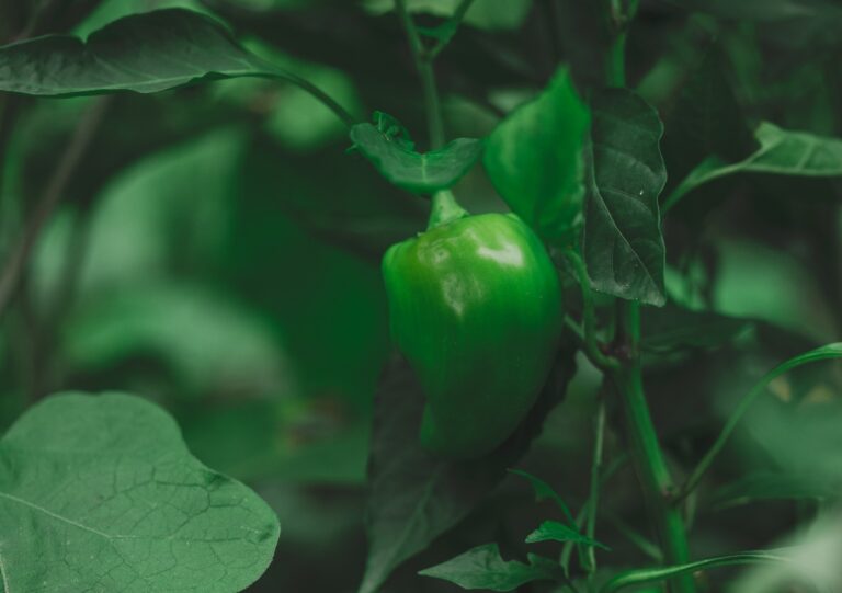 Poivron vert poussant dans un jardin