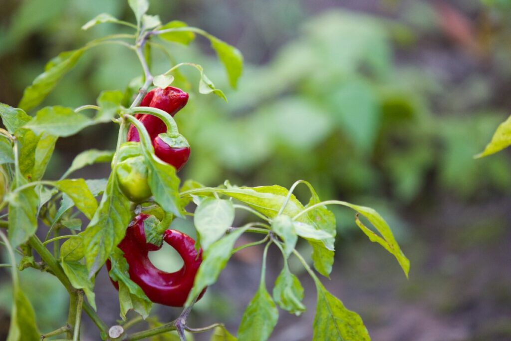 Des poivrons rouges et verts dans le jardin