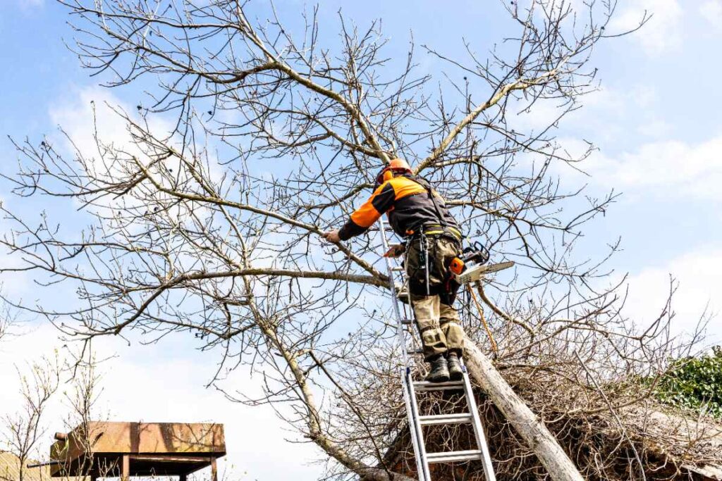 Un professionnel faisant un élagage d'un arbre