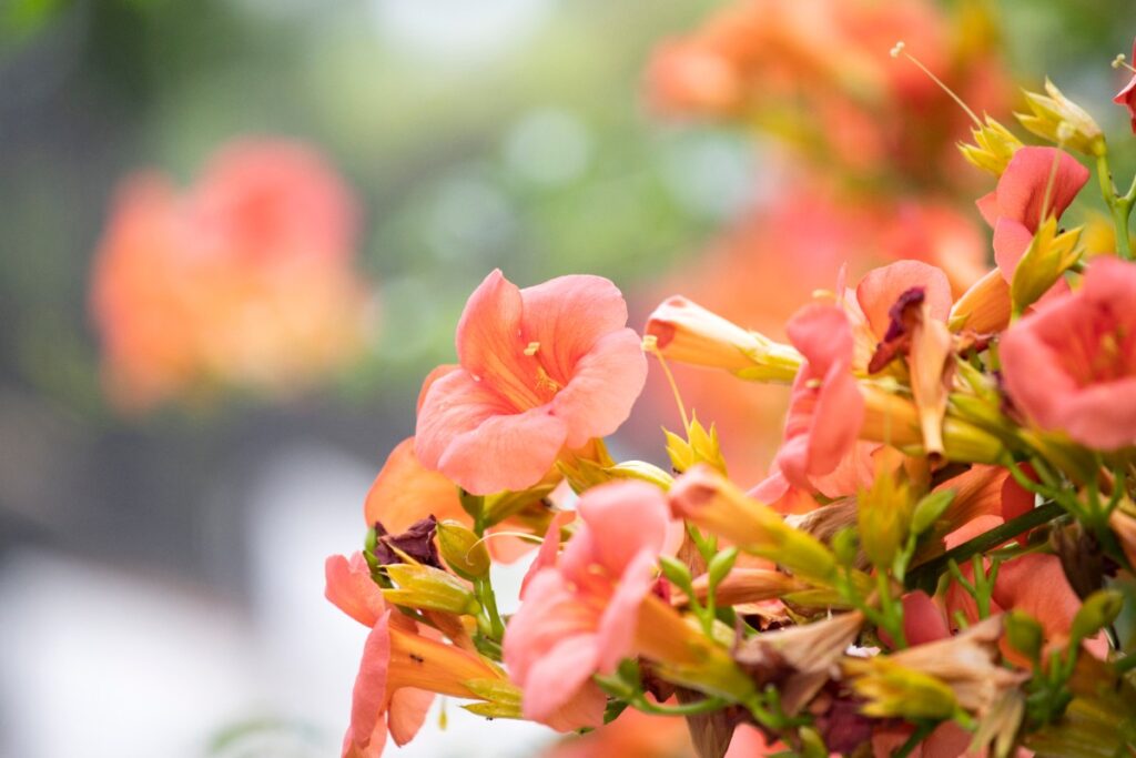 Une plante de belle de nuit en floraison