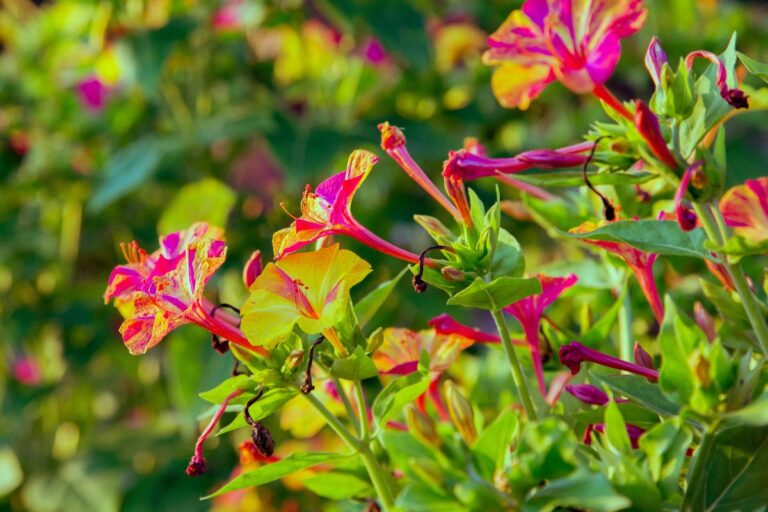 Des fleurs de belle de nuit dans le jardin
