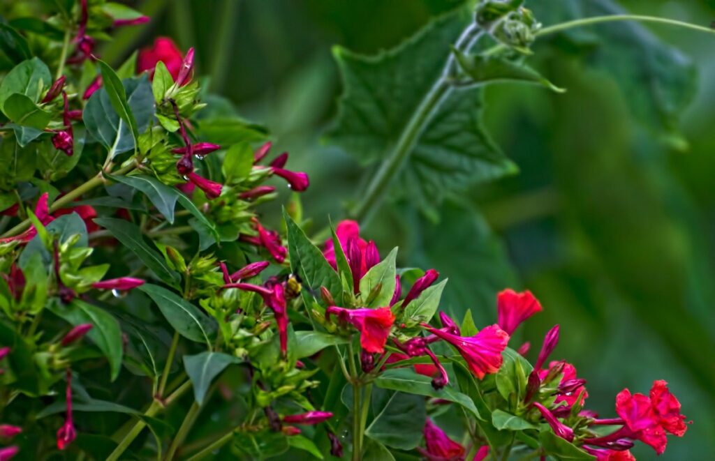 Des fleurs roses vibrantes et des feuilles vertes de belle de nuit