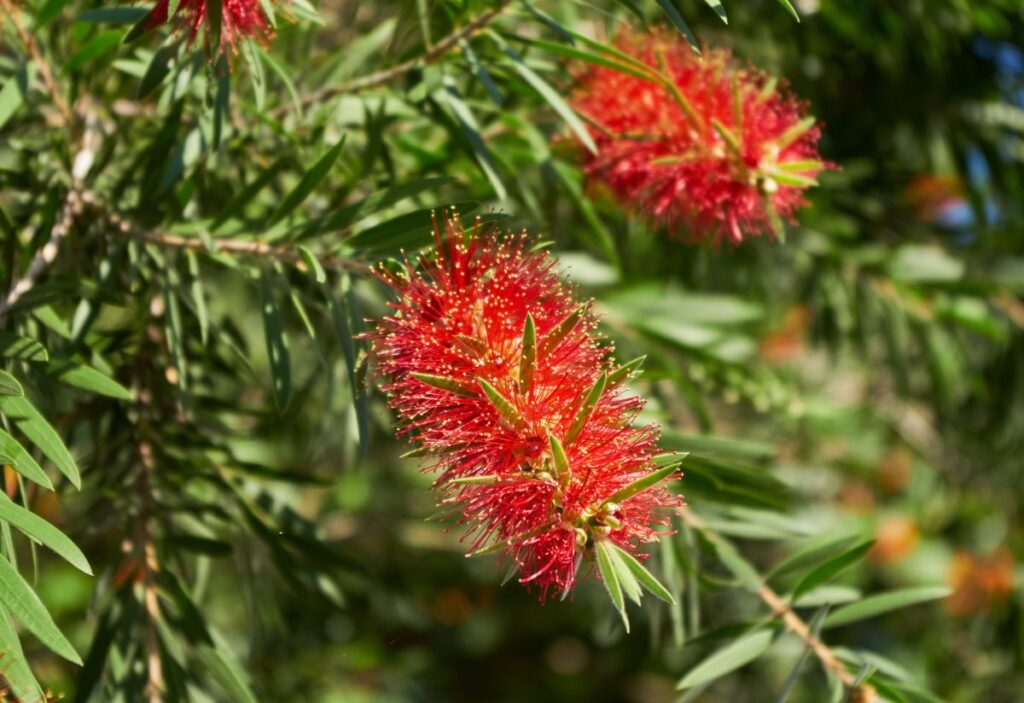 Des fleurs rouges de callistemon