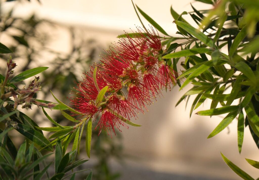 Une plante de callistemon dans le jardin