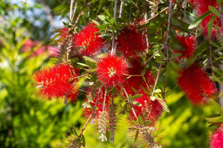 Une plante de callistemon avec des fleurs rouges vifs