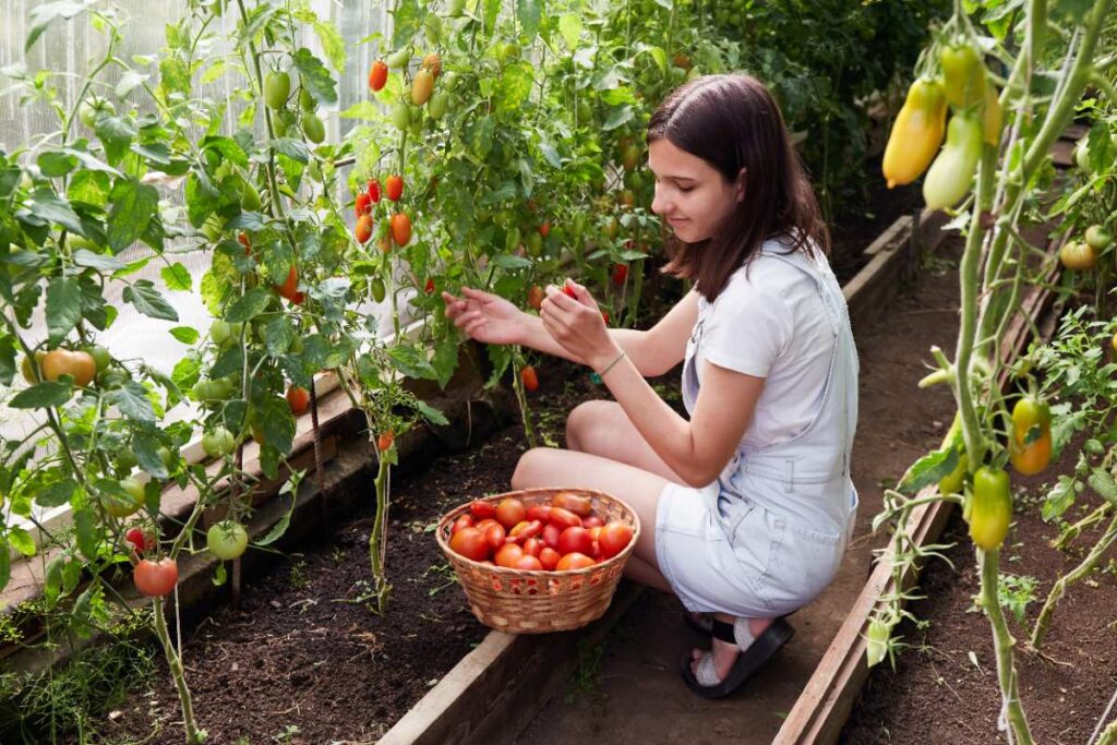 Une adolescente qui récolte des tomates mûres