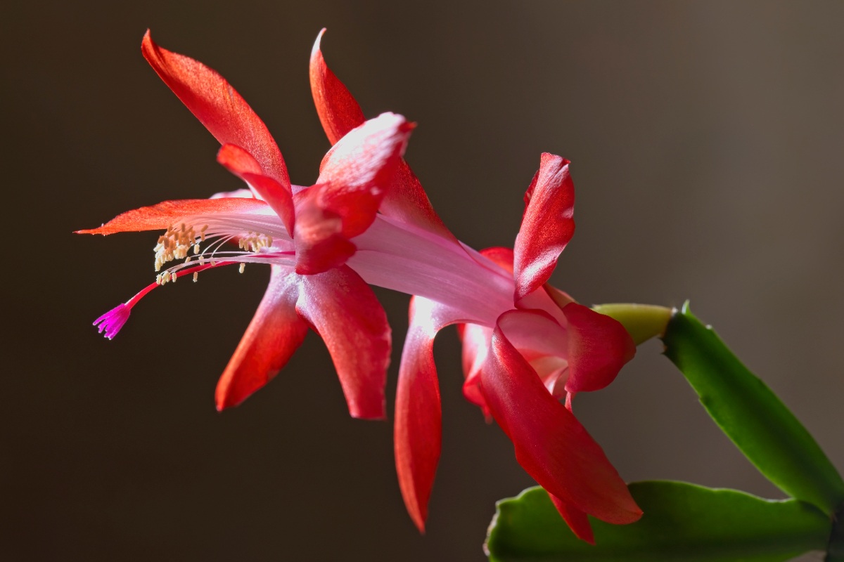 Une belle fleur rouge de cactus de noël