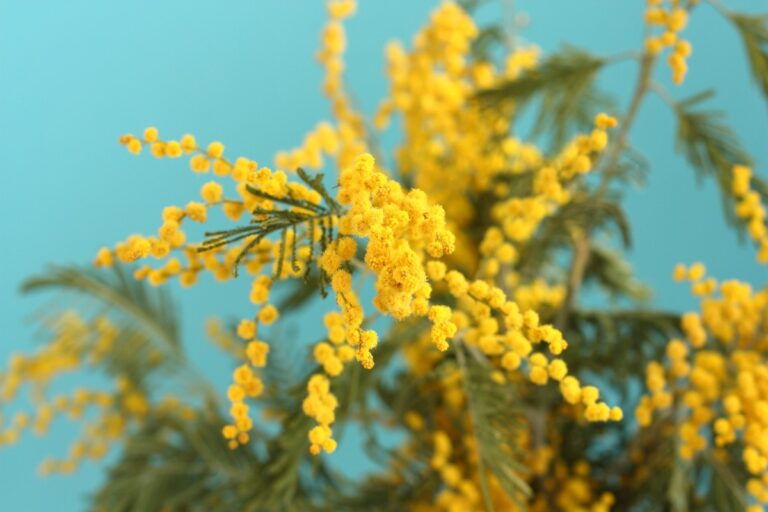 Des branches avec des fleurs de mimosa