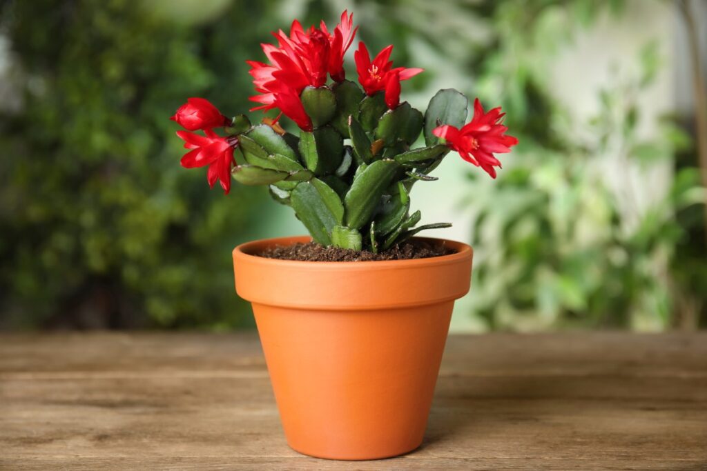 Cactus de noël planté en pot
