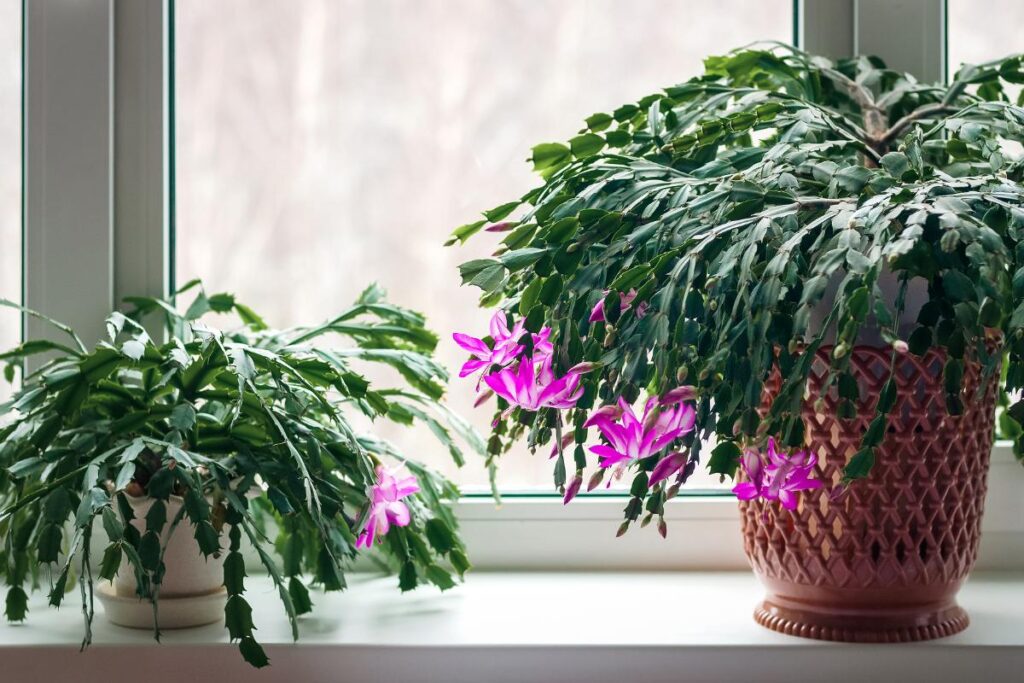 Cactus de noël en pot près de la fenêtre