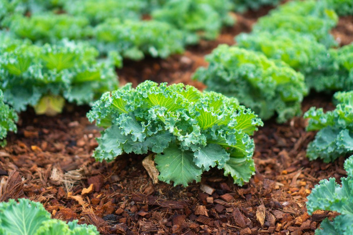 Plantes de chou kale vert frais poussant dans le jardin