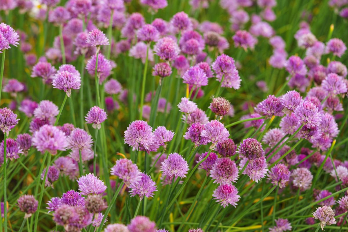 Des ciblouettes en fleurs dans le jardin