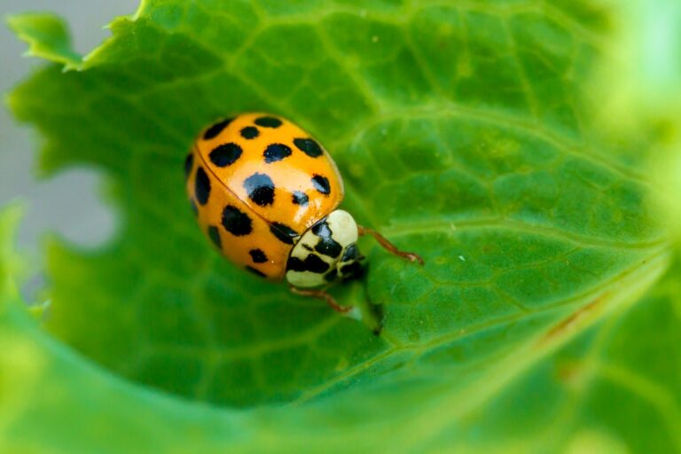 Une coccinelle sur une feuille verte