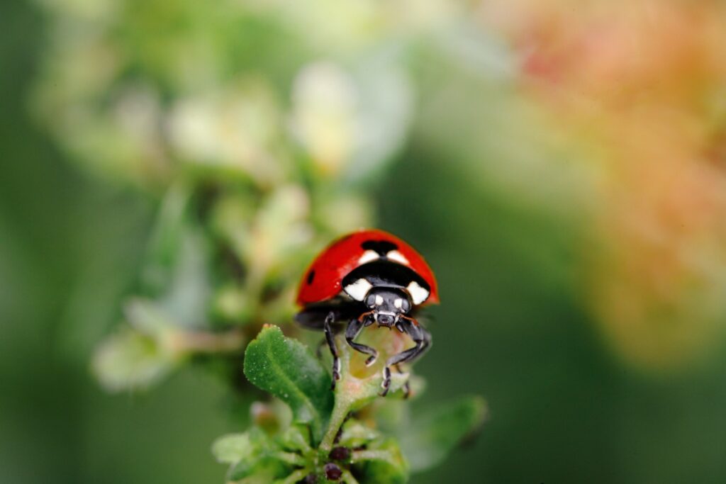 Une coccinelle perchée sur une petite feuille