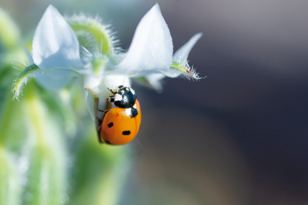 Une coccinelle reposant sur des pétales de fleurs