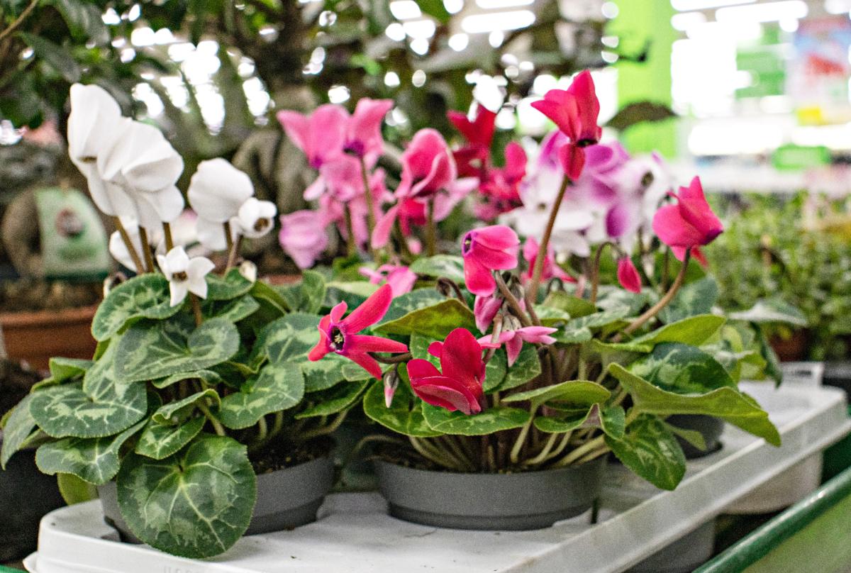 Des cyclamens en fleurs dans le jardin
