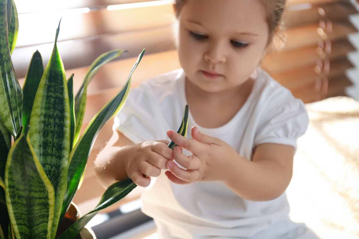 Un enfant jouant avec la plante de sansevieria
