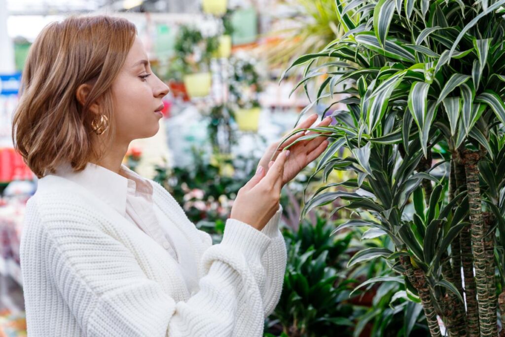Une femme admirant tendrement une plante de dracaena