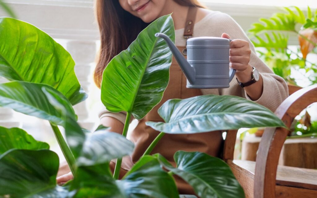 Une femme arrosant une plante de philodendron