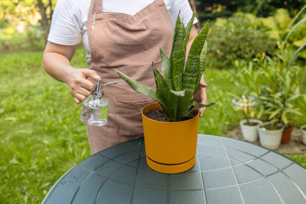 Une femme arrosant la plante de sansevieria