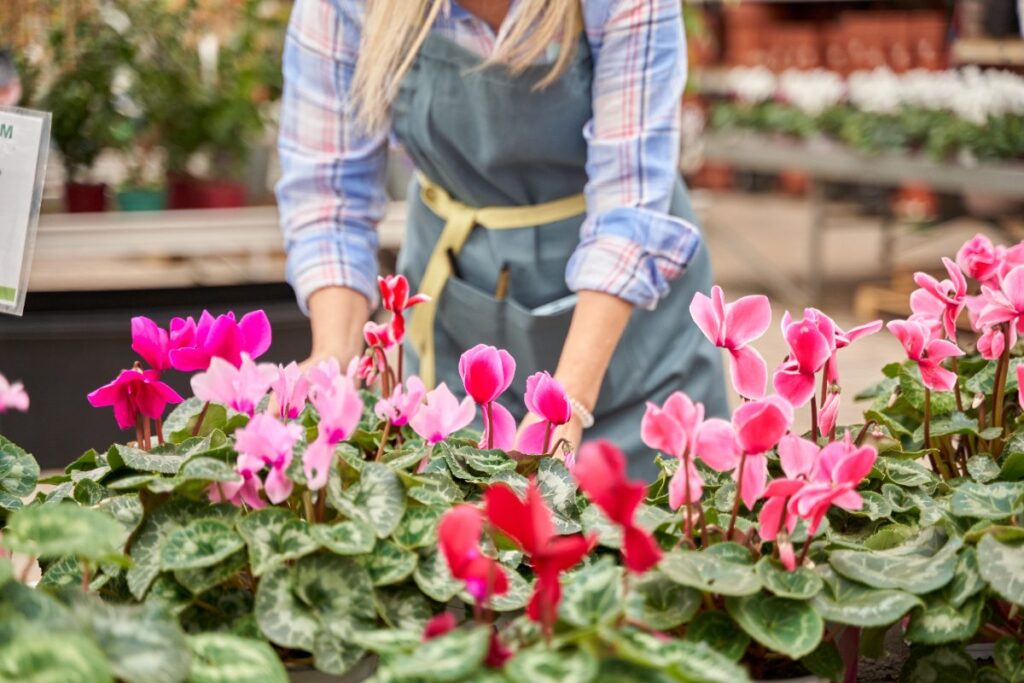 Une femme entretenant ses plantes de cyclamens