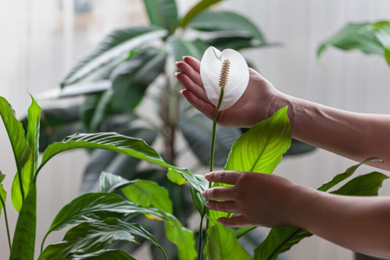 Une femme s'occupant de sa plante de spathiphyllum