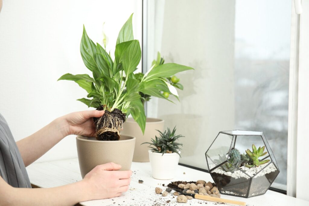 Une femme rempotant une plante de spathiphyllum