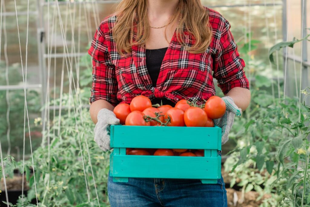 Une femme tenant un panier de tomates fraîchement récoltées