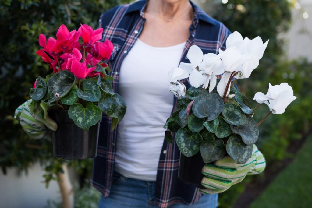Une femme tenant des pots avec des plantes de cyclamens