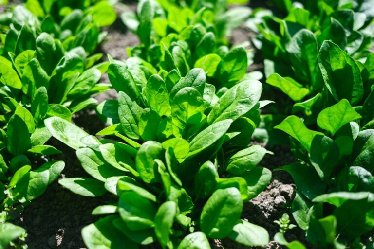 Des feuilles d'épinards vertes dans le potager