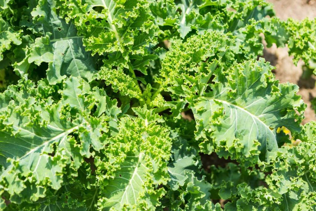 Feuilles vertes de chou kale dans le potager