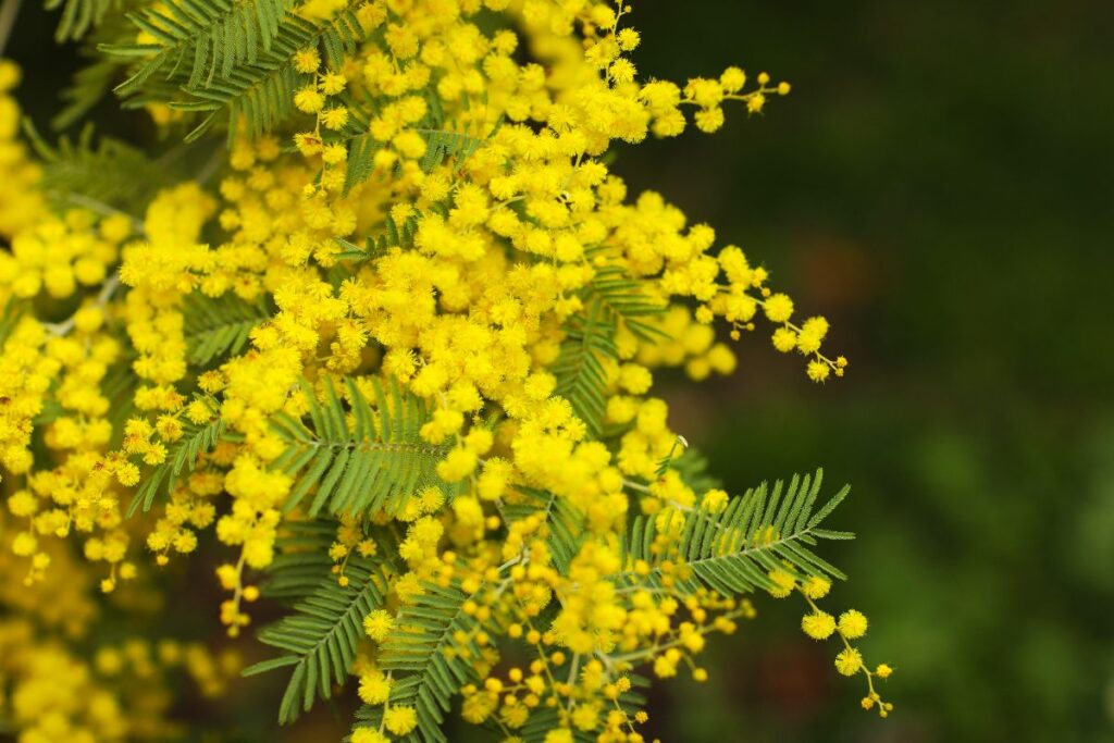 Des fleurs jaunes de mimosa dans le jardin