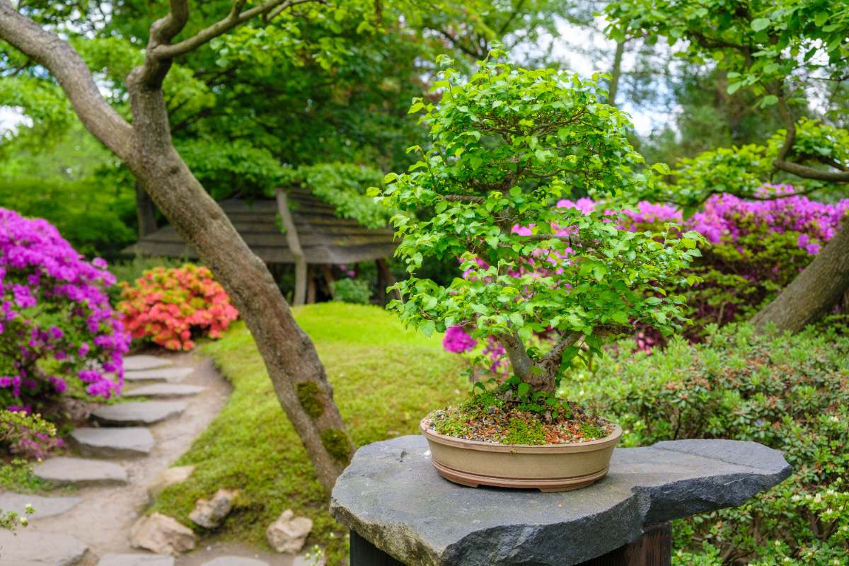 Jardin japonais avec de bonsaï et de rhodondendrons