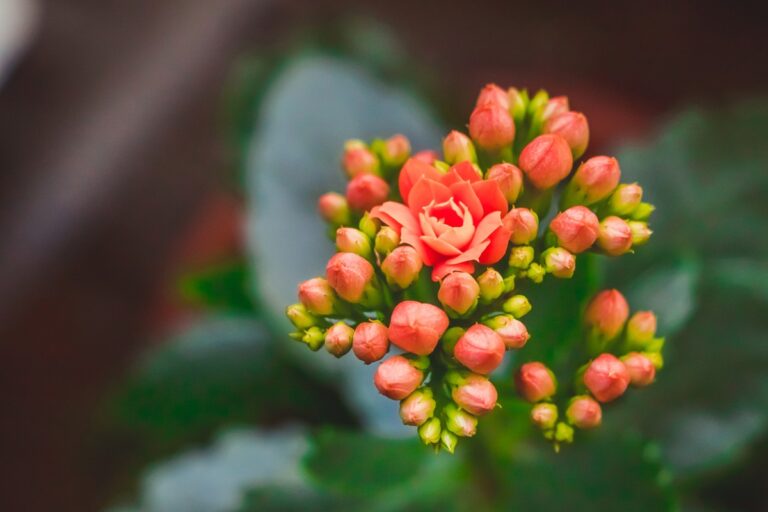 Une jeune plante de kalanchoé avec des fleurs orange vif