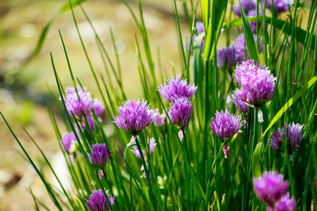 Des jeunes plantes de ciblouettes