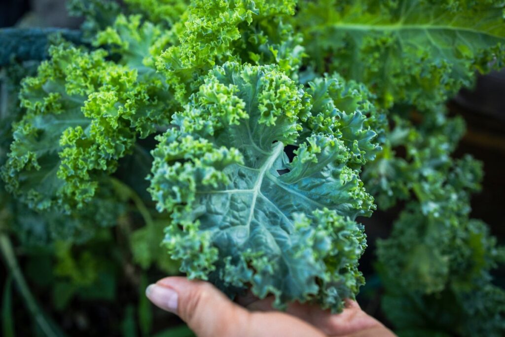 Main tenant une feuille de chou kale