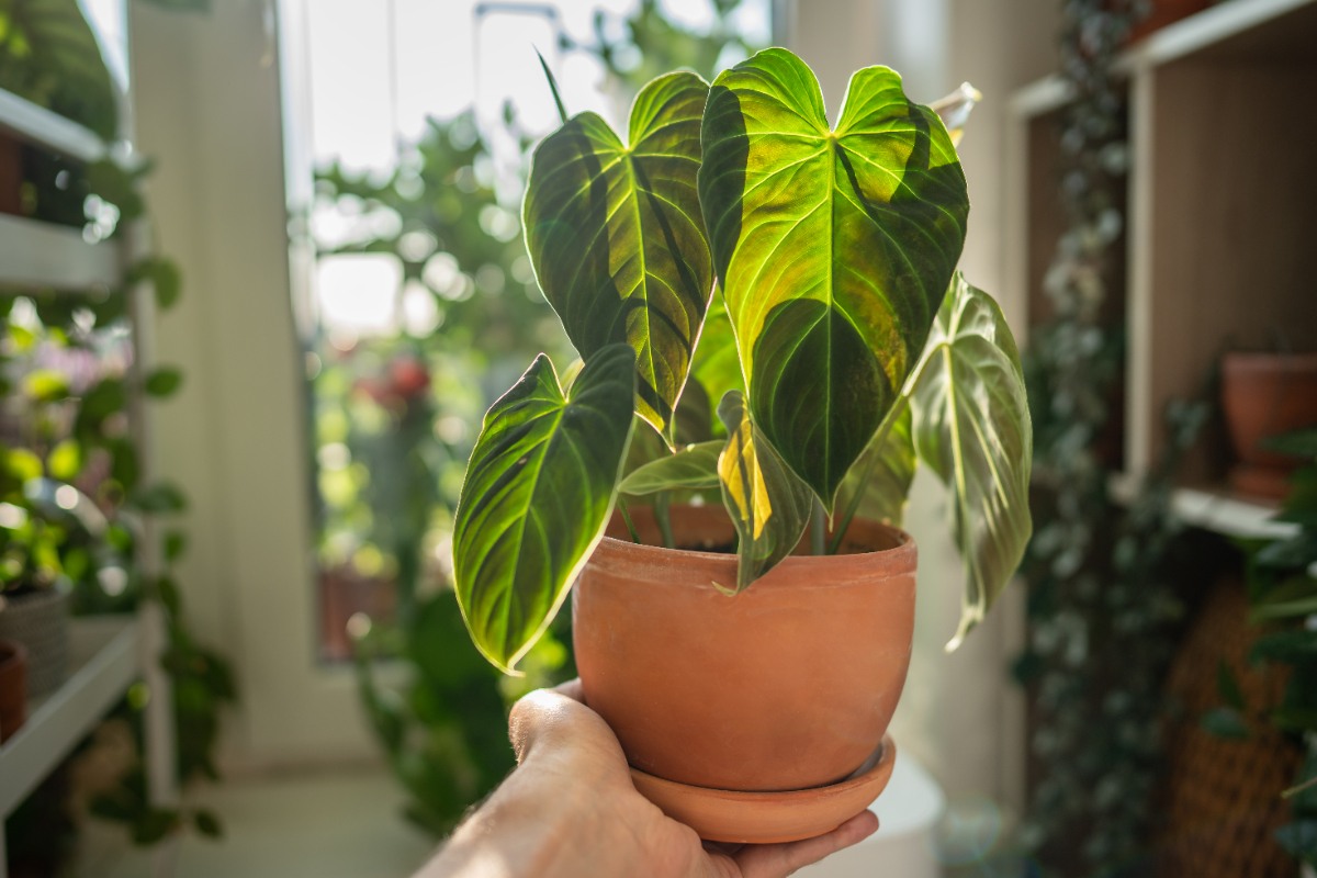 Main tenant un pot avec une plante de philodendron
