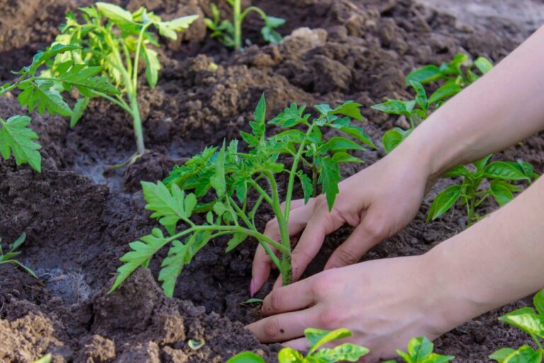 Mains plantant des tomates au potager