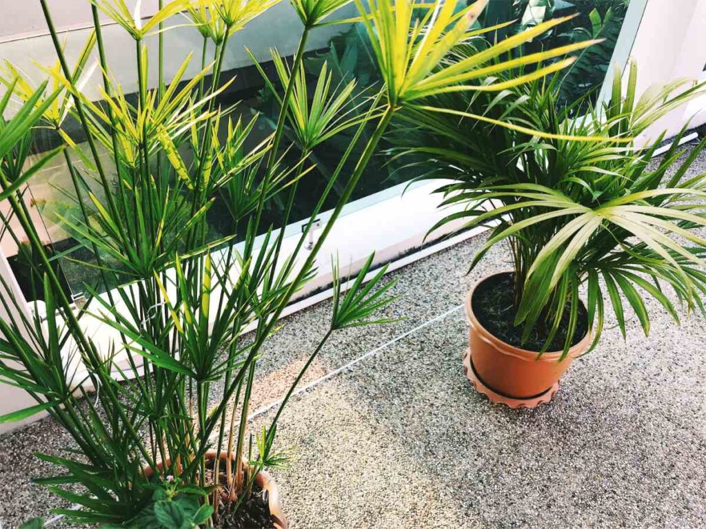 Papyrus plantés dans des pots et posés devant la fenêtre
