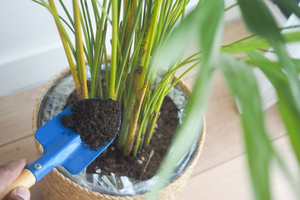 Une personne qui ajoute de l'engrais dans sa plante en pot