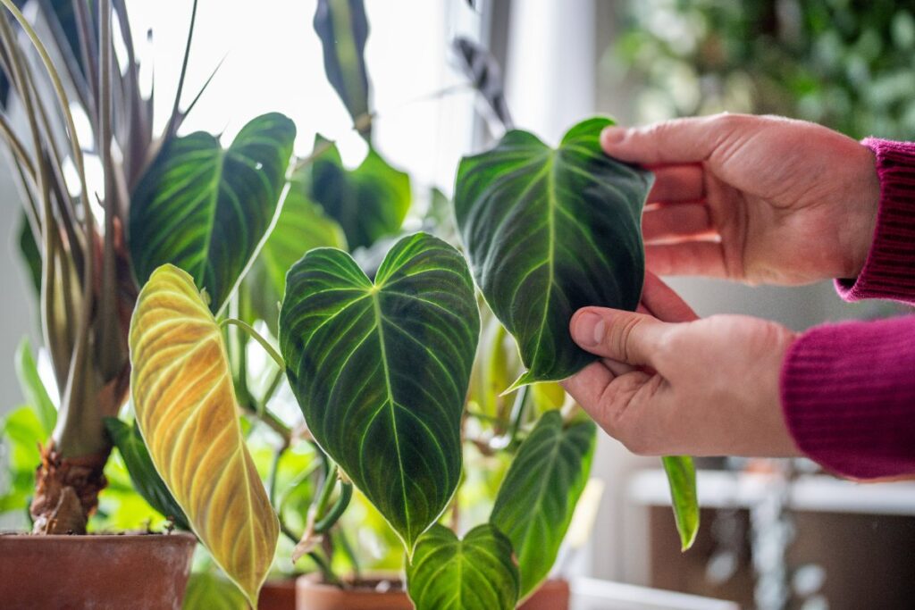 Une personne inspectant les feuilles de philondendron