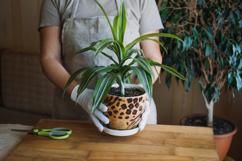 Une personne plantant un dracaena en pot