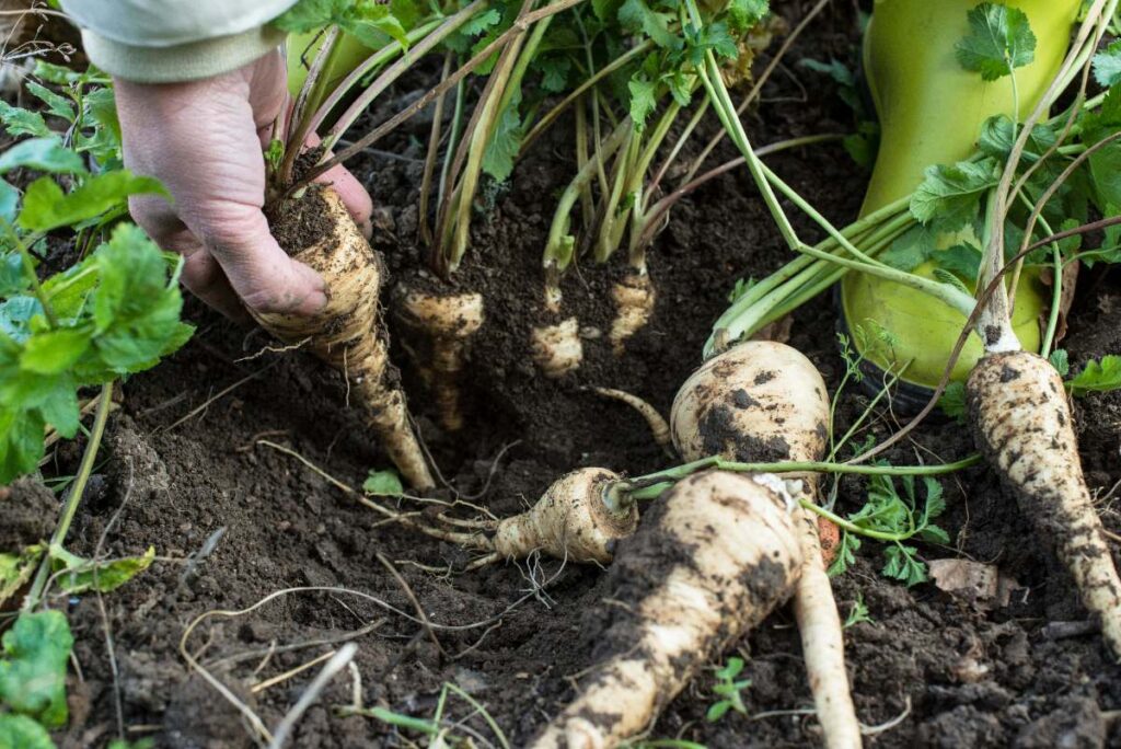 Une personne récoltant du panaïs dans le jardin